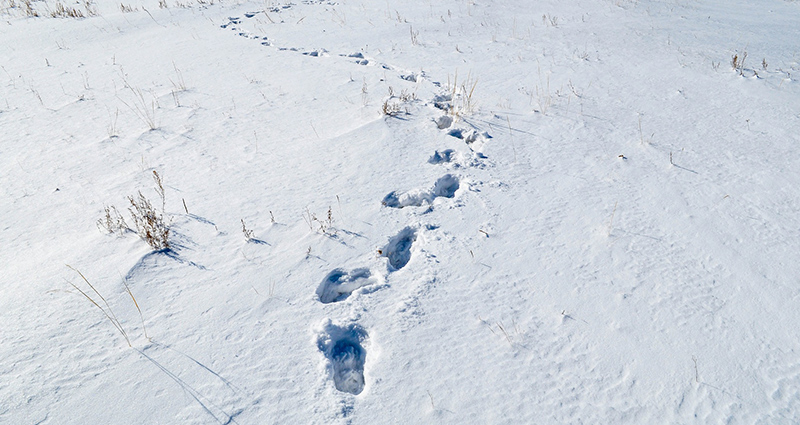 Les traces des chaussures sur la neige.