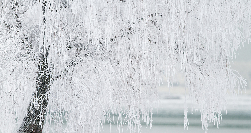 Ein mit dem angefrorenen Schnee bedeckter Baum