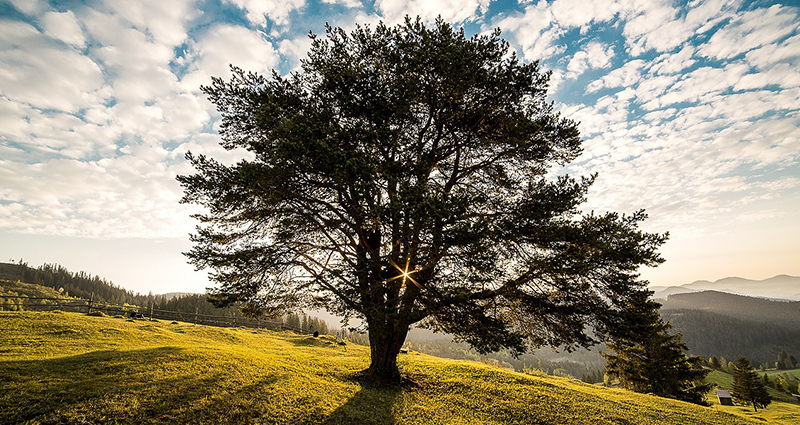 Ein Baum auf der Lichtung als Hauptbildausschnitt; Wolkenfetzen am Himmel; die Sonne leuchtet warm durch die Blätter