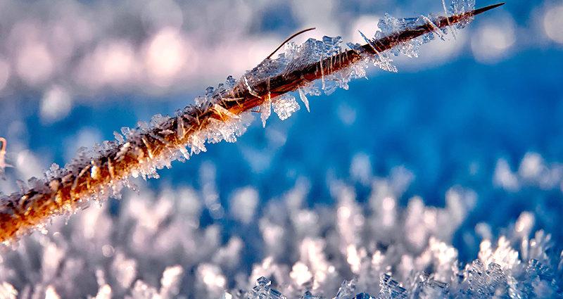 Ein mit Eiskristallen bedeckter Zweig