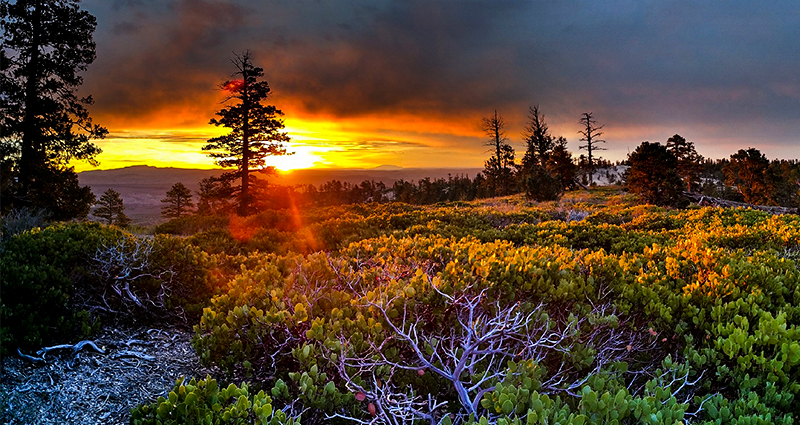 Foto de las coronas de árboles, la puesta de sol en el fondo.