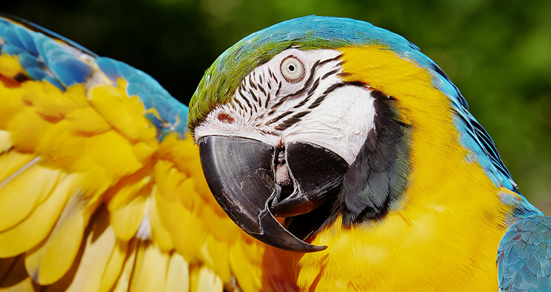 Žluto-modrý papoušek.