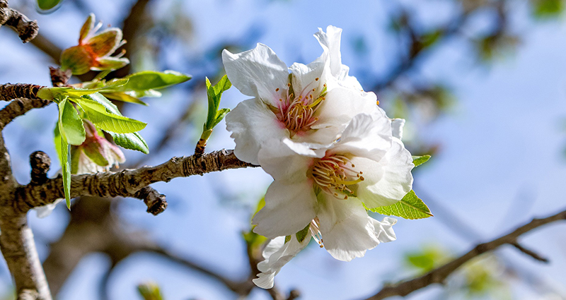 Cerezo floresciente 2.