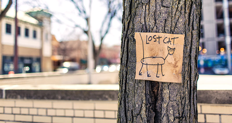 Plakát ztracené kočky fotografovaného smartphonem.