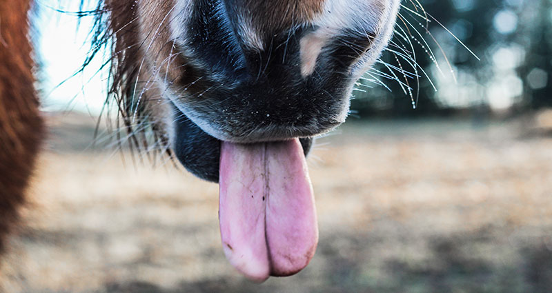 Een paard die zijn tong toont.